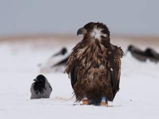 Click to view the junior snow eagle list