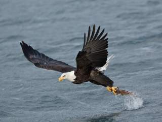 Here are the snow eagle members